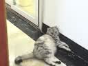 生生不息宠物零食猫犬通用 冻干猪心80g 实拍图