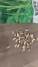 北蔬 香菜种子苗老品种小叶四季种盆栽菜籽 潍萫香菜籽种子10g约800粒 实拍图