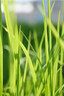 松下24-60mm F2.8全画幅微单相机标准变焦镜头（Panasonic）（S-E2460GK）L卡口 风景 肖像 特写 实拍图