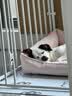 FAIRY PET狗窝防水四季通用牛津布猫窝春夏季狗垫子中大型犬狗床小狗狗窝 浅粉色 L（70*50*12cm）【建议20斤内】 实拍图
