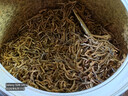 一杯香茶叶红茶头芽金骏眉武特级250g礼盒装2026新茶自己喝散装送礼 实拍图