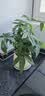 花翁大盆三杆发财树绿植盆栽招财植物办公室内开业盆景金钱树源头直发 实拍图