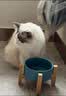七彩缦爱心猫粮10斤5kg装鱼肉味猫咪牛肉味营养主粮通用幼猫成猫流浪猫 牛肉味10斤 实拍图