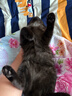 憨憨宠猫笼折叠猫笼子大号猫别墅加粗加密双层猫舍猫窝宠物猫咪用品家用 黑色 700双层 实拍图