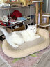 PEITE PET剑麻猫抓板窝耐磨不掉屑猫窝玩睡一体四季通用猫床猫爪板猫咪用品 晒单实拍图