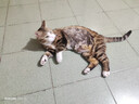 麦富迪猫粮 超肉粒冻干双拼猫粮美毛护肠胃三文鱼16kg/32斤 实拍图