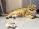憨憨乐园猫玩具吸盘猫咪转转乐逗猫幼猫小猫逗猫棒自嗨解闷神器玩具 实拍图