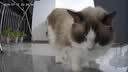 LEGENDSANDY蓝氏乳鸽猫粮幼猫成猫猫零食主食猫条餐包猫咪尝鲜大礼包246g 实拍图