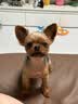 星益生趣（STELLA&CHEWY'S）进口烘焙狗粮SC冻干小颗粒成犬粮幼犬无笼散养鸭肉粮3.5lb/1.6kg 实拍图