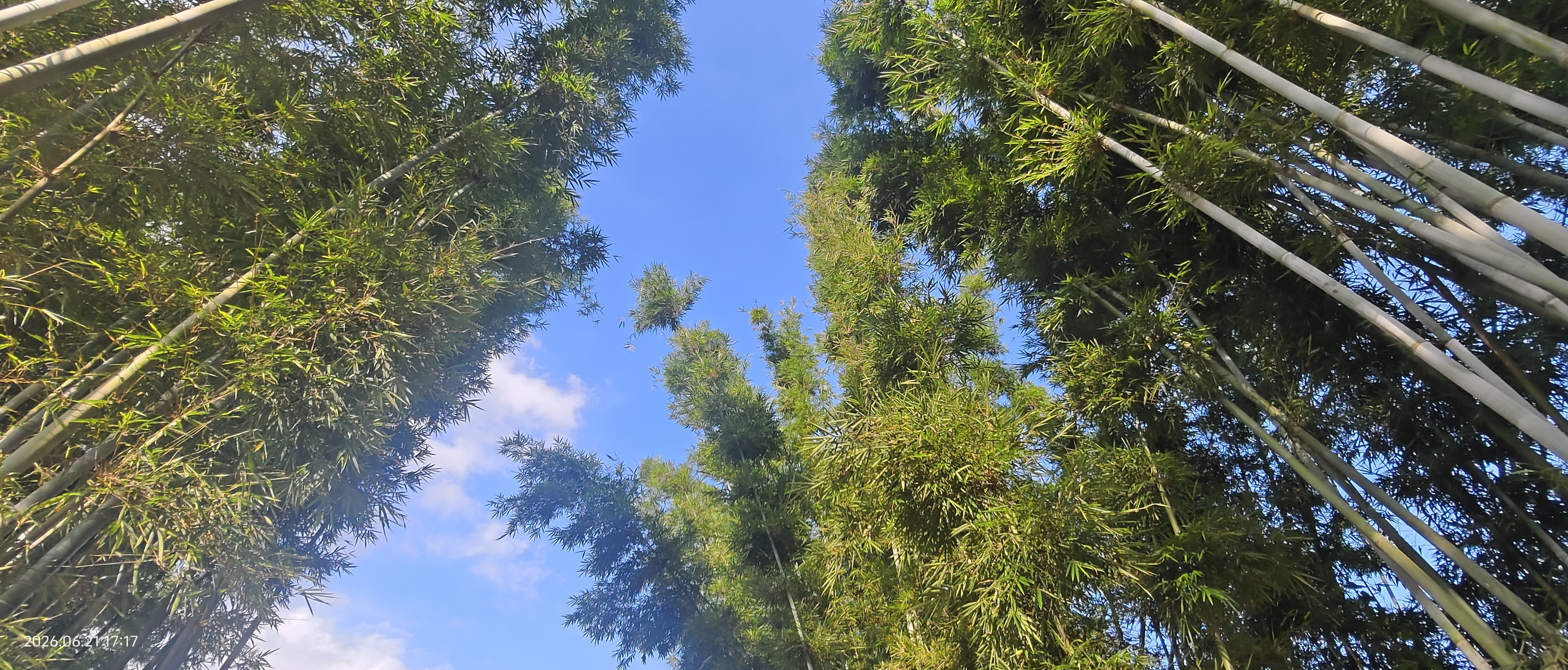洁丽雅（Grace）毛巾3条 A类柔软家用洗脸洗澡男女情侣吸水速干发洗澡加厚大面巾 实拍图