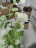 爱已装糖仿真绿植假花摆花花瓶插花diy花束塑料花客厅摆件装饰花叮叮果1束 实拍图