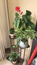史丹利3L包装营养土园艺有机土通用型种花种菜养花专用泥炭土壤种植土 实拍图