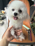 麦富迪狗粮 无谷牛肉双拼狗粮成犬小型犬比熊贵宾缓解泪痕 1.5kg 实拍图