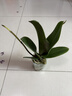 年宵花春节蝴蝶兰盆栽绿植花卉年货装饰过年四季开花大苗好养易活 白美人---【包开花】送营养液2包 带2支花剑 实拍图