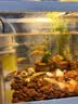 松宝（sobo）鱼缸过滤器三合一循环过滤器增氧泵水泵抽水吸便净水AQ-6000F款4W 实拍图
