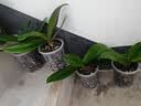 花大师 兰花专用土蝴蝶兰君子兰专用花土营养土兰花植料松树皮颗粒透气 豪华版8升【10合1精选石料】90%选择 送3礼 实拍图