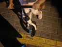 贝趣儿童平衡车1-3-6-12岁宝宝滑步车无脚踏小孩自行车男孩两轮滑行车 发泡轮 12寸 白色 适合身高80-100cm 2-5岁幼儿女孩圣诞节新年礼物 实拍图