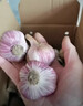 京喜自营精选大蒜水果蒜调料蔬菜火锅烧烤牛肉小龙虾食材 优惠5-6头 100g 单果3.5-5cm 实拍图