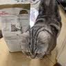 皇家猫粮10kg英短猫粮成猫粮布偶美短波斯虎斑蓝猫国产全价猫粮通用粮 ASA31美国短毛猫成猫猫粮2kg 实拍图