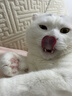 网易严选全价猫粮4.0成幼猫三文鱼亮毛养胃深海鱼虾1.8kg*4袋【宠物金选】 实拍图