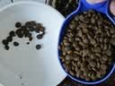 法米娜进口猫粮鲱鱼甜橙南瓜成猫粮5kg 无谷高蛋白美毛效期26/11 实拍图