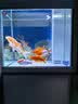 森森（SUNSUN）大型鱼缸底过滤水族箱客厅家用落地玻璃生态金鱼缸 【实时温显+灯控】珍珠白 0.6米长35cm宽 实拍图