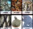 臻佑（Grsaed）黄鳝夹子不锈钢多功能防滑泥鳅夹螃蟹夹子52cm直头加长龙虾钳控鱼 实拍图