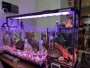 尼特利AT5S水草灯560S专业级全光谱led伸缩鱼缸灯专用植物补光灯 实拍图