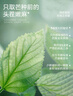 良良（liangliang）婴儿凉席苎麻a类母婴级可机洗新生儿宝宝幼儿园凉席专用午睡床垫 【持久凉】天丝苎麻-浣溪 120*65cm 实拍图