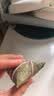 【发12个迷你一口粽】飘香红枣粽子60g纯糯米手工新鲜早餐端午节 【随心选】多口味粽子 迷你一口粽12只*60g 实拍图