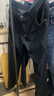 真维斯（Jeanswest）牛仔裤男2026夏季冰丝薄款宽松直筒裤百搭男裤子休闲长裤黑色34 实拍图