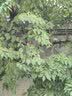 安踏冷萃T丨正肩短袖T恤女夏季新款印花休闲多彩百搭运动上衣 实拍图