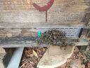 七格匠中蜂蜂群带王蜜蜂蜂群养殖带子脾阿坝中蜂带蜂箱中华土蜂 【笼蜂】产卵蜂王+4800工蜂 实拍图