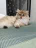 追语猫玩具激光逗猫笔自嗨解闷多功能电子红外线激光灯逗猫宠物用品 实拍图