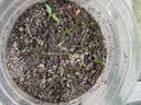 北蔬菜种子大全黄瓜菠菜香菜葱小白菜蔬菜种籽 [家庭种]13种蔬菜种子 实拍图
