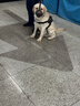 野兽派家居（tbh）懒蓝猫长条抱枕靠垫卧室夹腿办公室抱枕沙发可爱腰枕车载抱枕 实拍图