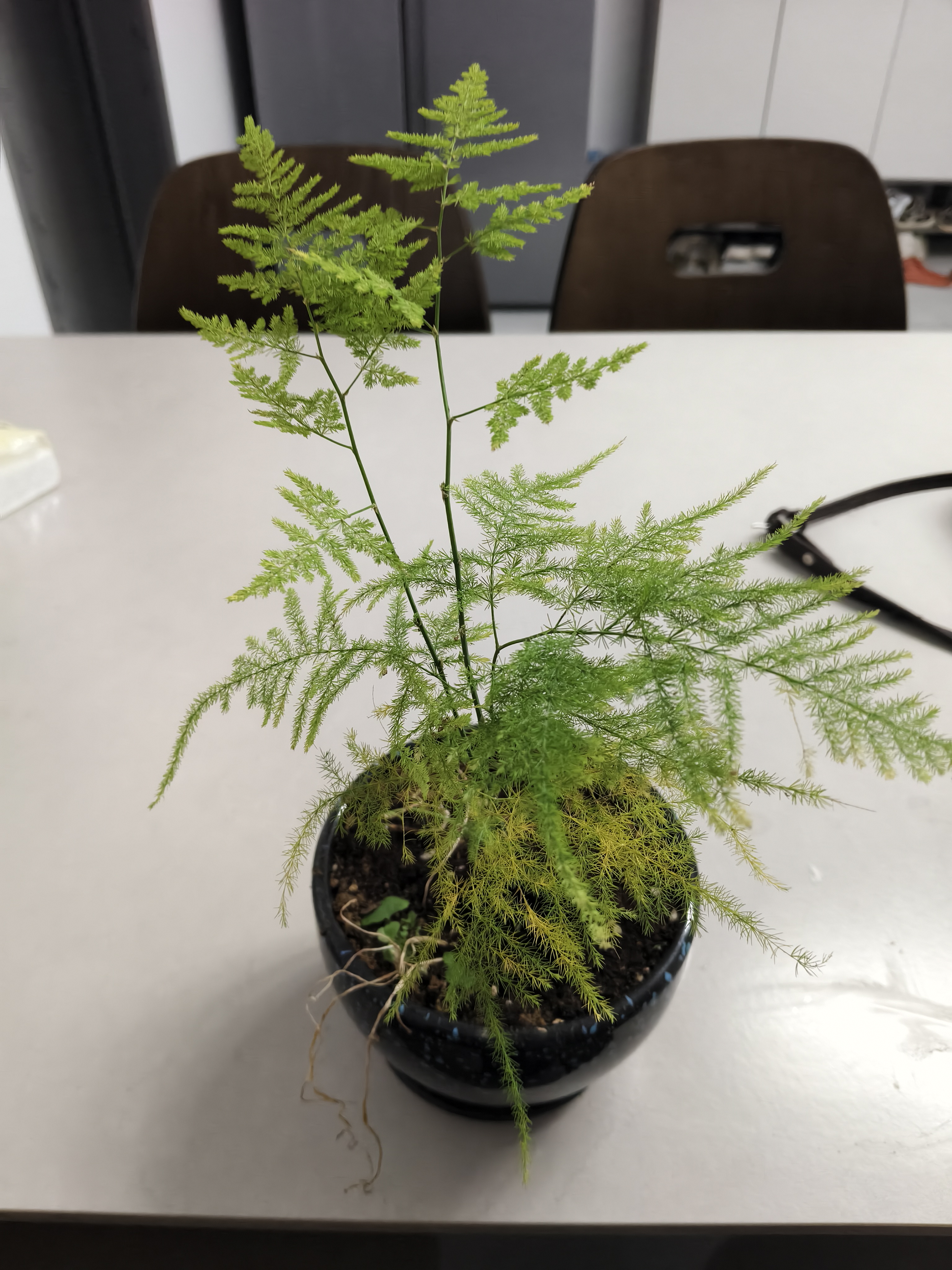 文竹盆栽植物室内客厅中式禅意盆景办公室桌面花卉云竹迷你小绿植 精品文竹1盆（整体15-25厘米高）育苗盆原土发货 实拍图