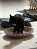 【京东物流】猫抓板磨爪猫窝一体耐磨不掉屑超大号猫玩具猫咪用品 圆形大号+猫薄荷 实拍图