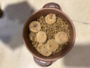 HELLOJOY狗狗零食磨牙棒比熊泰迪中小型犬磨牙洁齿 鸡肉绕奶棒100g 实拍图