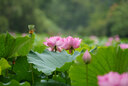 适马（SIGMA）70-200mm F2.8 DG DN OS | Sports 全画幅微单 恒定大光圈变焦镜头70200（索尼E卡口） 实拍图
