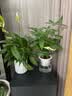 发财树盆栽大植物室内办公室桌面客厅小盆景招财树苗绿植花卉盆栽 三杆发财树 5-8cm【透明储水盆】 【送肥料】 实拍图