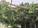 小镇有花矢车菊种子5克 容易播种 耐寒花海播种庭院绿化花卉种子 实拍图