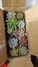 墨一多肉植物室内带盆组合小盆栽带桩大颗好养活多品种花卉绿植营养土 10颗不重复 实拍图