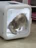 京猫宠物烘干箱猫咪自动吹干机家用洗澡神器吹毛烘干神器狗狗吹风吹水 方糖Pro【68L/6D循环风】高配款-白色 实拍图