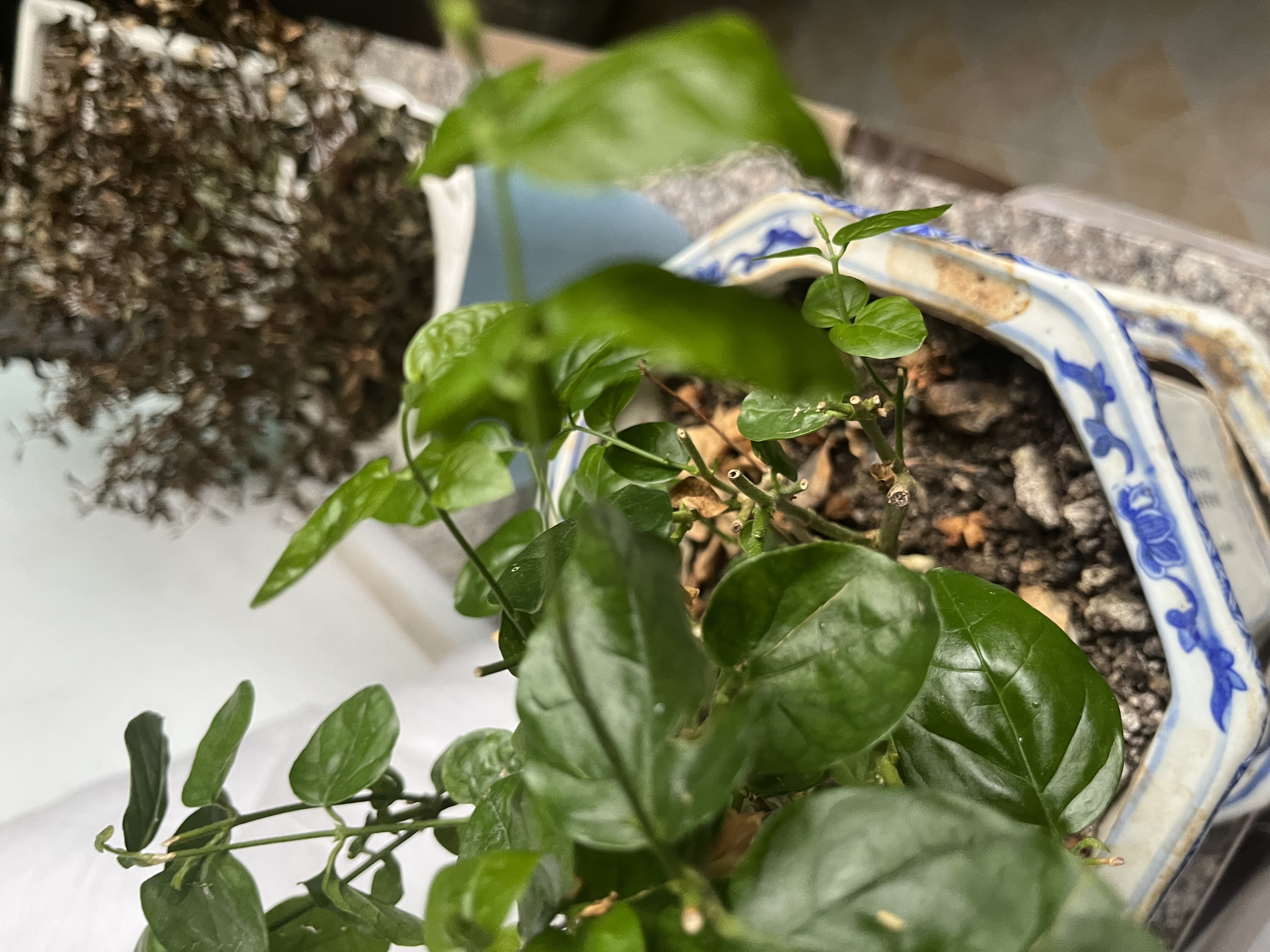 开时果 茉莉花苗盆栽浓香型花卉 室内四季开花阳台好养带花苞桌面绿植物 精品茉莉花5-10株【原生盆】 实拍图