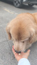 麦富迪狗狗零食 joy牛肉粒540g中小型犬磨牙棒训练奖励解馋宠物零食 实拍图