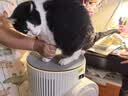 霍尼韦尔（Honeywell）宠物猫用空气净化器价保618吸猫毛除甲醛异味过敏源杀菌消毒母婴级KJ520F-C22W霍哈宝H-Cat Hub 晒单实拍图