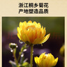 同仁堂品牌 北京同仁堂胎菊40克菊花茶花草茶菊花蕾枸杞金银花决明子茶 实拍图