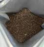 江小傲猫粮 成猫幼猫冻干粮 布偶加菲英短美短全价猫粮 全期猫粮10kg(2kg*5) 实拍图