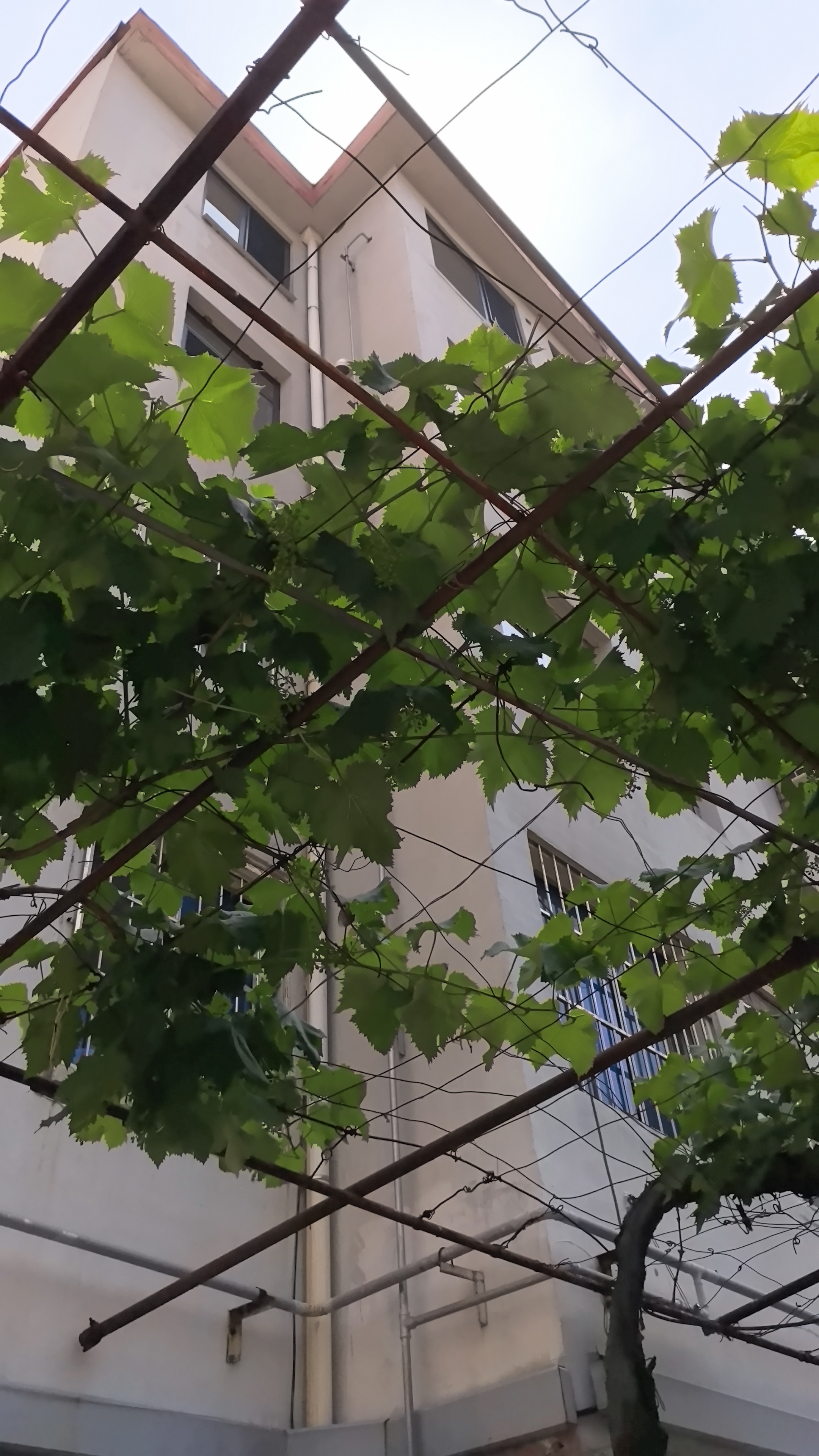 SIINSIIN白鹿同款休闲直筒裤女秋季运动阔腿裤瑜伽防晒小个子垂感白色裤子 【四季款】加长款-显瘦黑 L 【116-130斤】 实拍图